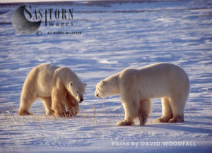 Male Polar Bears (Ursus maritimus) greeting each other, Wapusk National Park, Hudson Bay, Manitoba, Canada