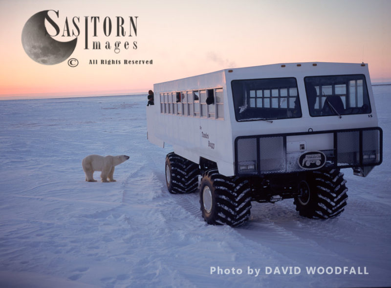 Male Polar Bear (Ursus maritimus) in Sub-Arctic on Tundra Buggy Tracks and Tundra Buggy on Esker, Hudson Bay, Manitoba, Canada