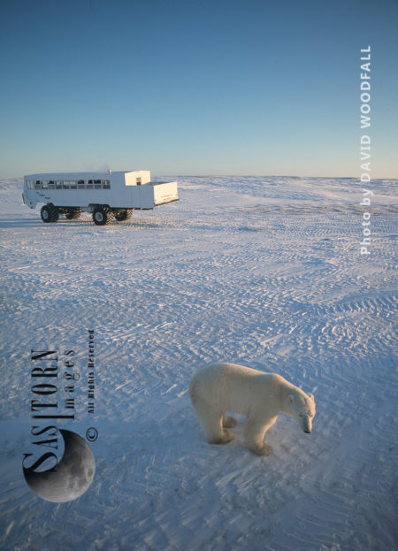 Male Polar Bear (Ursus maritimus) in Sub-Arctic on Tundra Buggy Tracks and Tundra Buggy on Esker, Hudson Bay, Manitoba, Canada