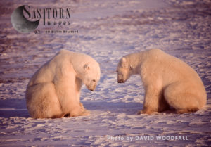 Male Polar Bears (Ursus maritimus) greet as a prelude to play fighting, Wapusk National Park, Hudson Ba, Manitoba, Canada
