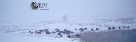 Yellowstone Park bison herd in snow storm, Lamar Valley, Yellowstone National Park, Wyoming, USA