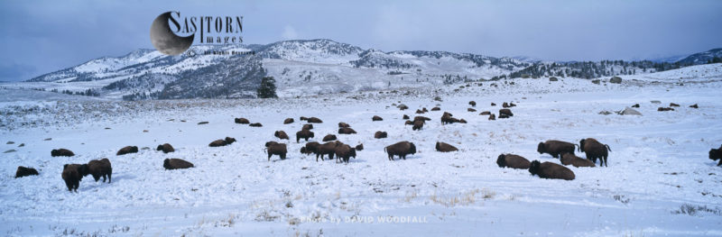 Yellowstone Park bison herd, Lamar Valley, Yellowstone National Park, Wyoming, USA