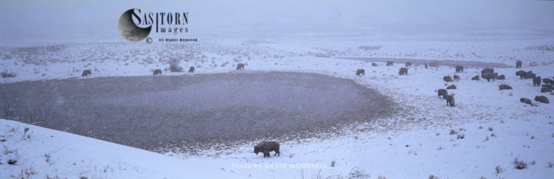 Yellowstone Park bison herd  in snow storm, Lamar Valley, Yellowstone National Park, Wyoming, USA