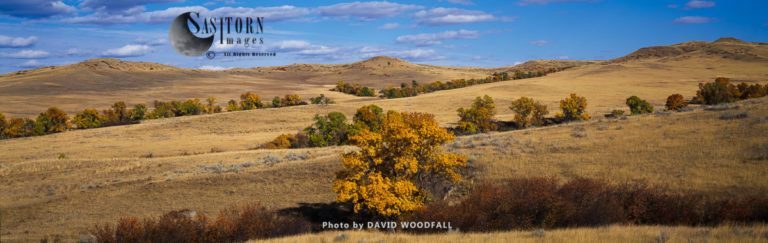 Cottonwoods in autumn, on Prairie. Crow Indian Reservation, Montata, USA