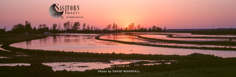 Flooded Cotton Fields prior to plantation, Mississippi, USA