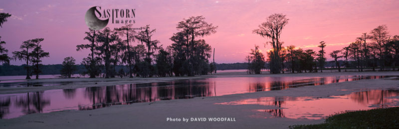 Sunset over Swamp cypress grove, Lake Martin Nature Reserve, Louisiana, USA
