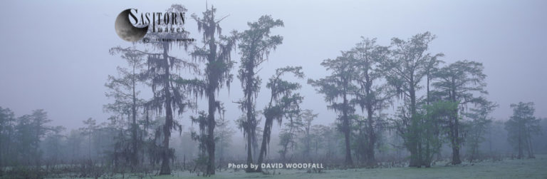 Swamp cypress grove, Lake Martin Nature Reserve, Louisiana, USA
