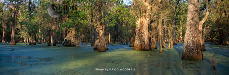 Old Cypress trees in Cajun Swamp & Lake Martin, near Breaux Bridge and Lafayette Louisiana