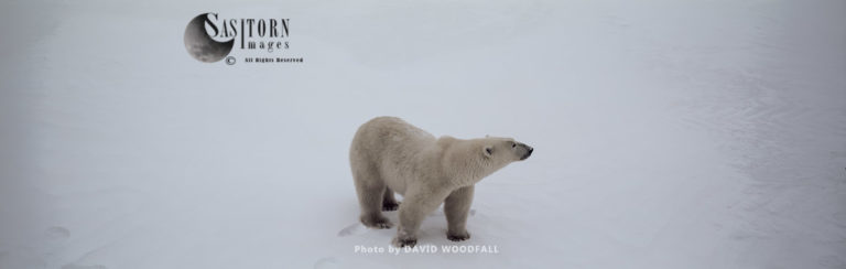 Polar Bear (Ursus maritimus), male in snow, Hudson Bay, northeastern Canada