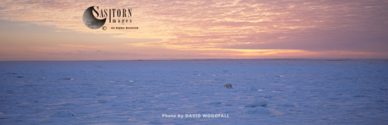 Polar Bear (Ursus maritimus) at dawn walking across frozen sea ice to winter hunting grounds, Hudson Bay, northeastern Canada