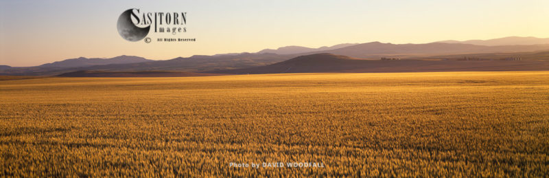 Ripening Wheat, Montana, USA