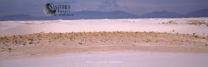 Gypsum dunes desert, White Sands National Park, Tularosa Basin, New Mexico, USA