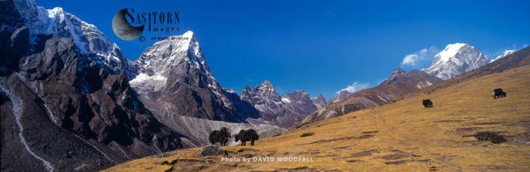 Tawoche Mountain with Yaks (Bos grunniens),  Sagamartha National Park,  Nepal