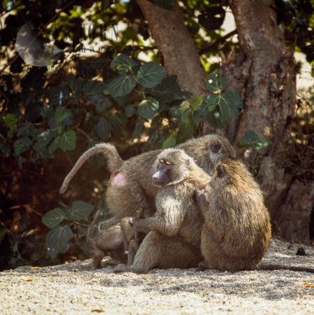 Yellow Baboon (Papio cynocephalus), grooming in group with baby, Gombe National Park, Tanzania