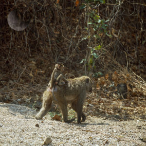 Yellow Baboon (Papio cynocephalus), mum with baby on back, Gombe National Park, Tanzania