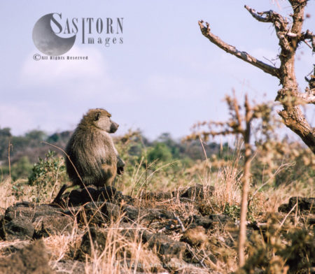 Yellow Baboon (Papio cynocephalus), Gombe National Park, Tanzania