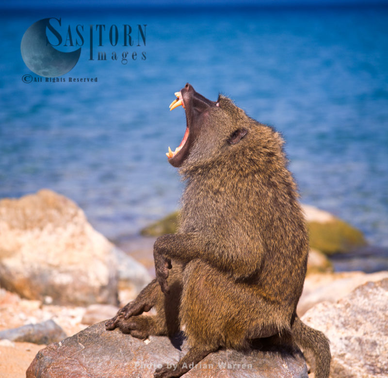 Yellow Baboon (Papio cynocephalus), adult males yawning, Gombe National Park, Tanzania
