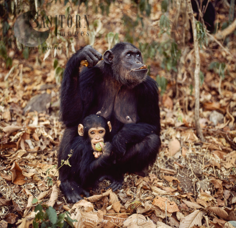 Chimpanzee (Pan troglodytes), mum and baby feeding on fruit, Gombe National Park, Tanzania