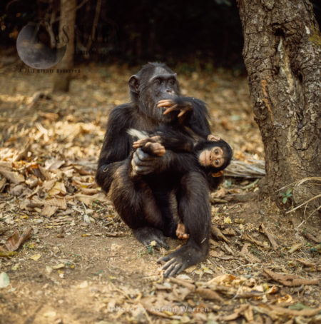Chimpanzee (Pan troglodytes), Gombe National Park, Tanzania