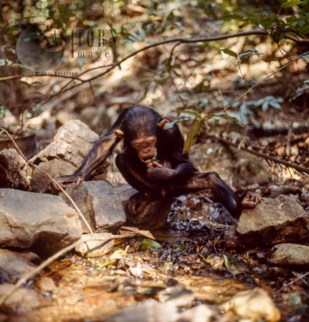 Chimpanzee (Pan troglodytes), young chimpanzee using a leaf to collect water to drink, Gombe National Park, Tanzania