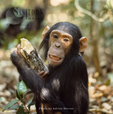 Chimpanzee (Pan troglodytes), a young male chimp, Gombe National Park, Tanzania