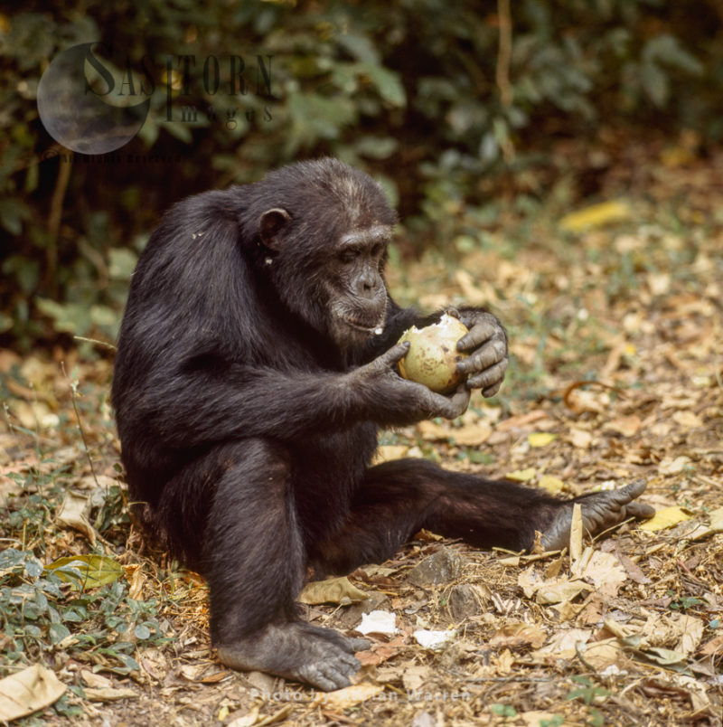 Chimpanzee (Pan troglodytes), Goblin eating fruit with hard skin, Gombe National Park, Tanzania