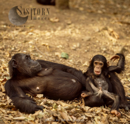 Chimpanzee (Pan troglodytes), Fifi and one year old Ferdinand, Gombe National Park, Tanzania