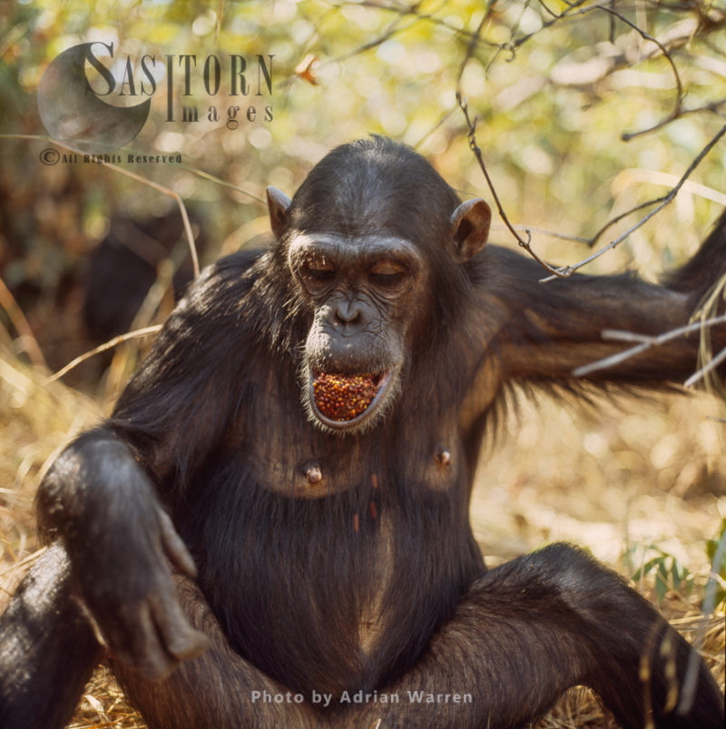 Chimpanzee (Pan troglodytes), female Fanny feeding on fruit, Gombe National Park, Tanzania