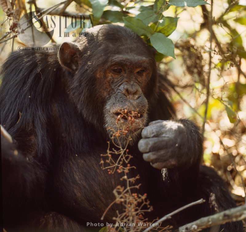 Chimpanzee (Pan troglodytes), Freud, eating fruit, Gombe National Park, Tanzania