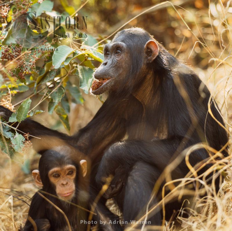 Chimpanzee (Pan troglodytes), Female and infant Fanny and Fax, Gombe National Park, Tanzania