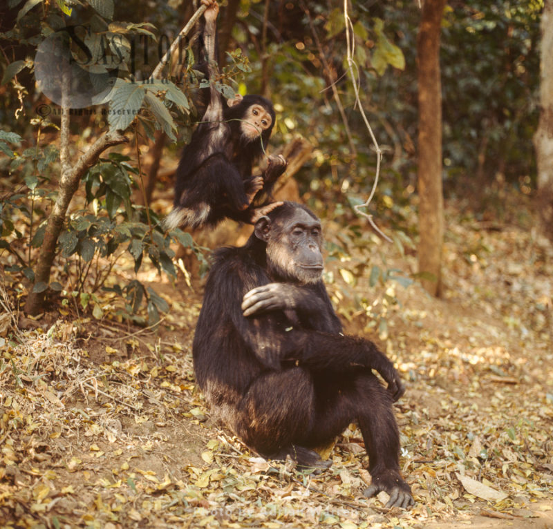 Chimpanzee (Pan troglodytes), mum and baby chimps, Gombe National Park, Tanzania