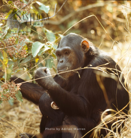 Chimpanzee (Pan troglodytes), adult female and baby, Gombe National Park, Tanzania