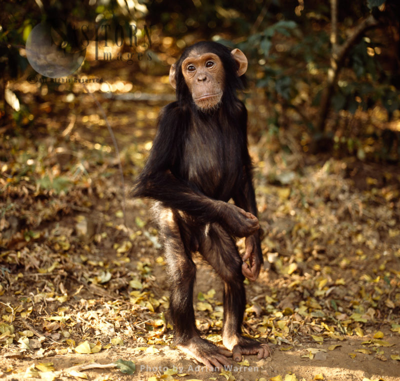 Chimpanzee (Pan troglodytes), 4 years old infant male Faustino standing upright, Gombe National Park, Tanzania