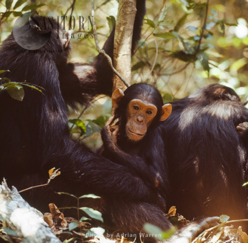 Chimpanzee (Pan troglodytes), male infant Faustino and family, Gombe National Park, Tanzania