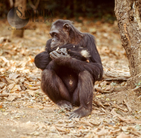 Chimpanzee (Pan troglodytes), 36 years old mum, Fifi, with one year old Ferdinand, Gombe Stream National Park, Tanzania, Africa