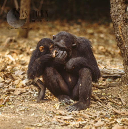 Chimpanzee (Pan troglodytes), 36 years old mum, Fifi, with one year old Ferdinand, Gombe Stream National Park, Tanzania, Africa