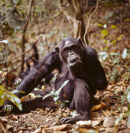 Chimpanzee (Pan troglodytes), 36 years old female Fifi resting, Gombe National Park, Tanzania