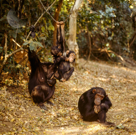 Chimpanzee (Pan troglodytes), family of chimpanzees with mum, two infants and a young daugther, Gombe National Park, Tanzania