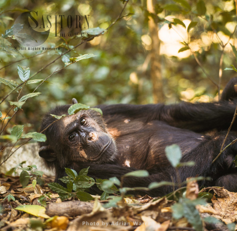 Chimpanzee (Pan troglodytes), Fifi resting, Gombe National Park, Tanzania