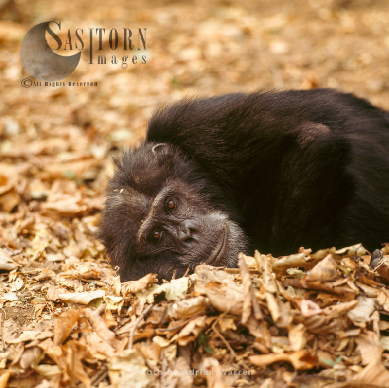 Chimpanzee (Pan troglodytes), male Goblin resting, Gombe National Park, Tanzania
