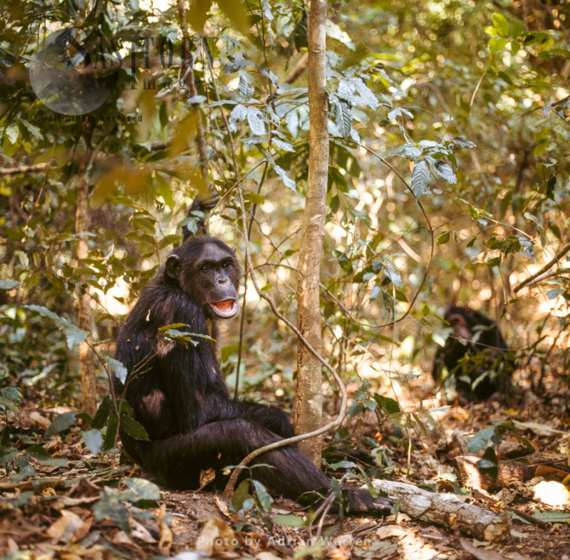 Chimpanzee (Pan troglodytes), female Fifi resting, Gombe National Park, Tanzania