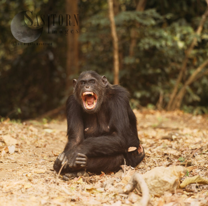 Chimpanzee (Pan troglodytes), female Fifi yawning, Gombe National Park, Tanzania