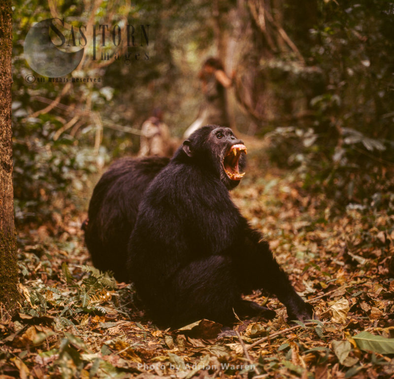 Chimpanzee (Pan troglodytes), male chimanzee yawning, Gombe National Park, Tanzania