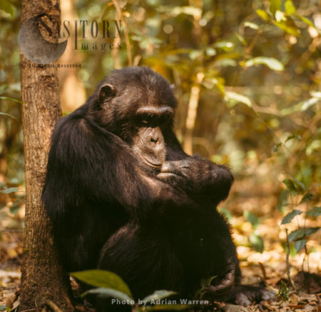 Chimpanzee (Pan troglodytes), Adult male resting, Gombe National Park, Tanzania