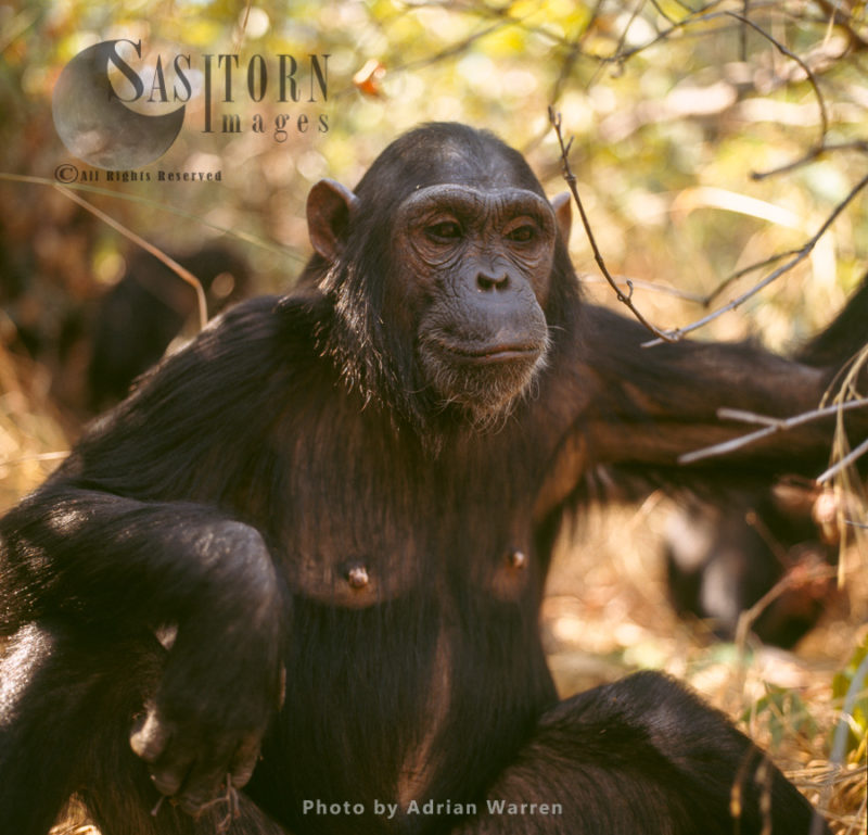 Chimpanzee (Pan troglodytes), 14 years old female, Fanny, Gombe Stream National Park, Tanzania