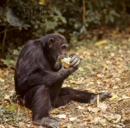 Chimpanzee (Pan troglodytes), Gombe National Park, Tanzania