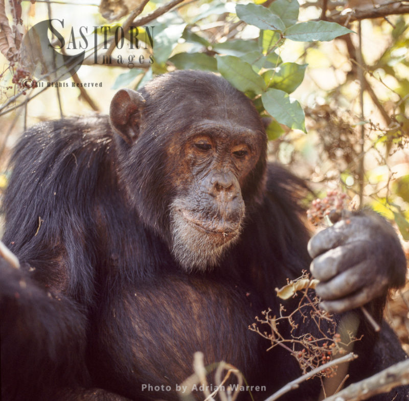 Chimpanzee (Pan troglodytes), 23 years old alpha male, Freud, eating Harungana madagascar berries, Gombe National Park, Tanzania