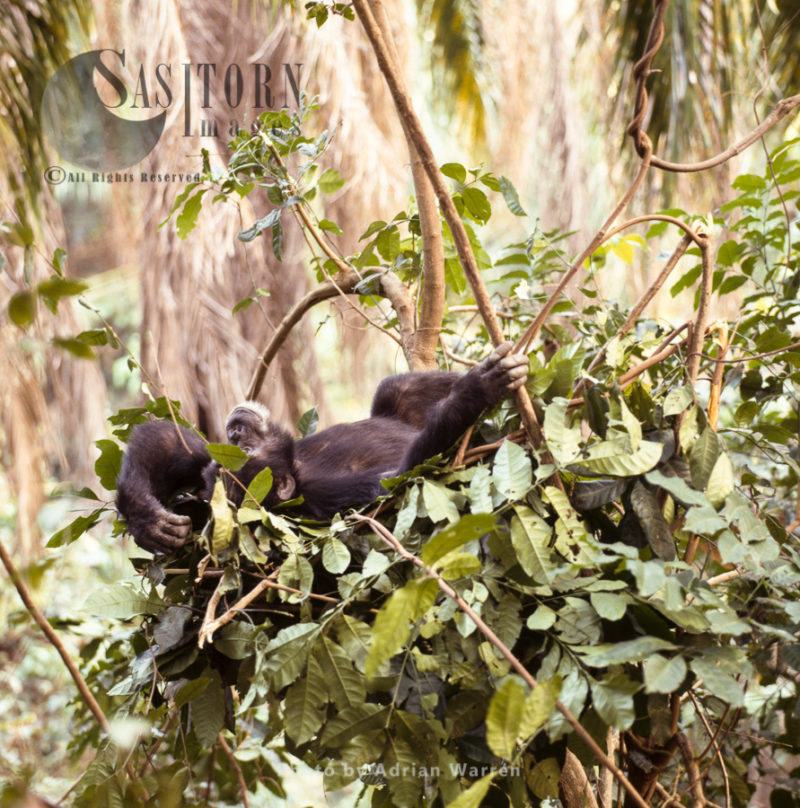 Chimpanzee (Pan troglodytes), adult male in night nest, Gombe National Park, Tanzania
