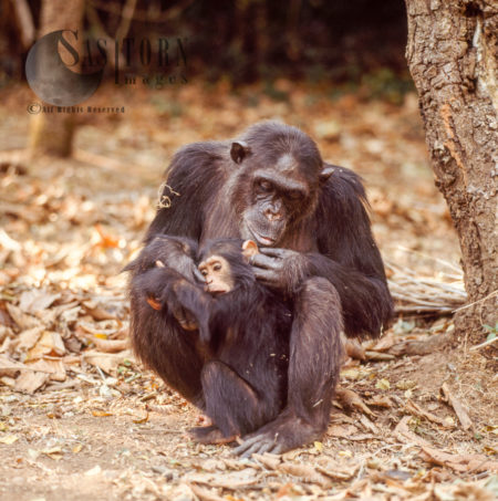 Chimpanzee (Pan troglodytes), 36 years old mum, Fifi, with one year old infant Ferdinand, Gombe Stream National Park, Tanzania