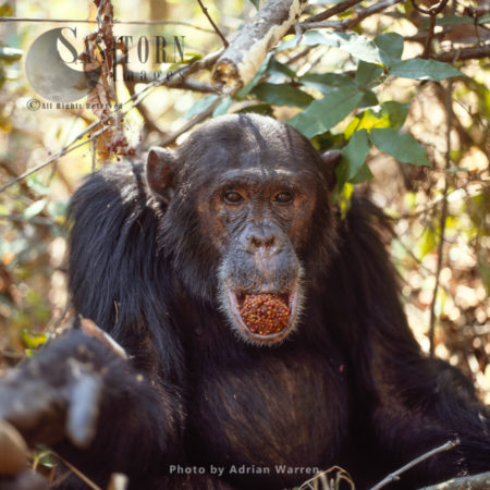 Chimpanzee (Pan troglodytes), Alpha male Freud eating fruit, Gombe National Park, Tanzania